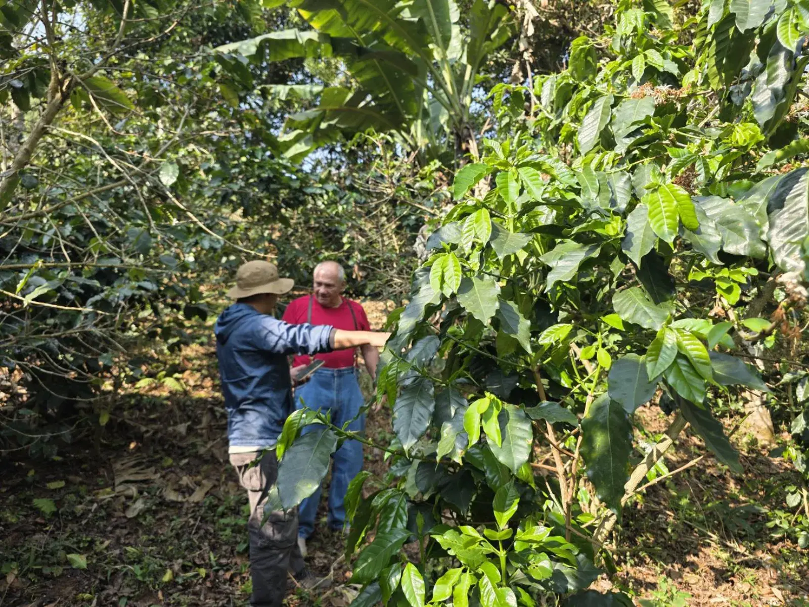 Jack and Manop walking among the coffee trees