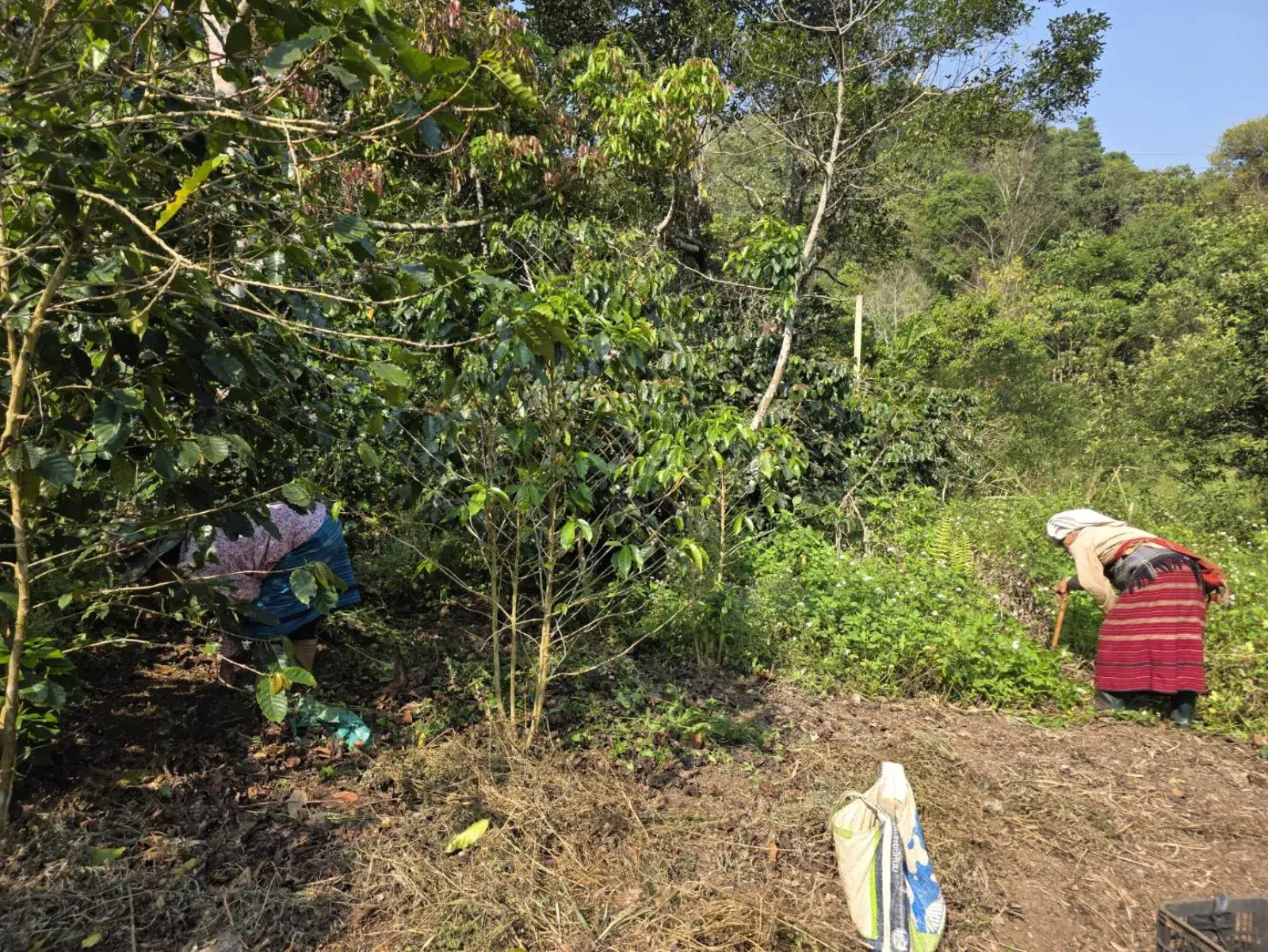 Farmers harvesting coffee on the mountainside