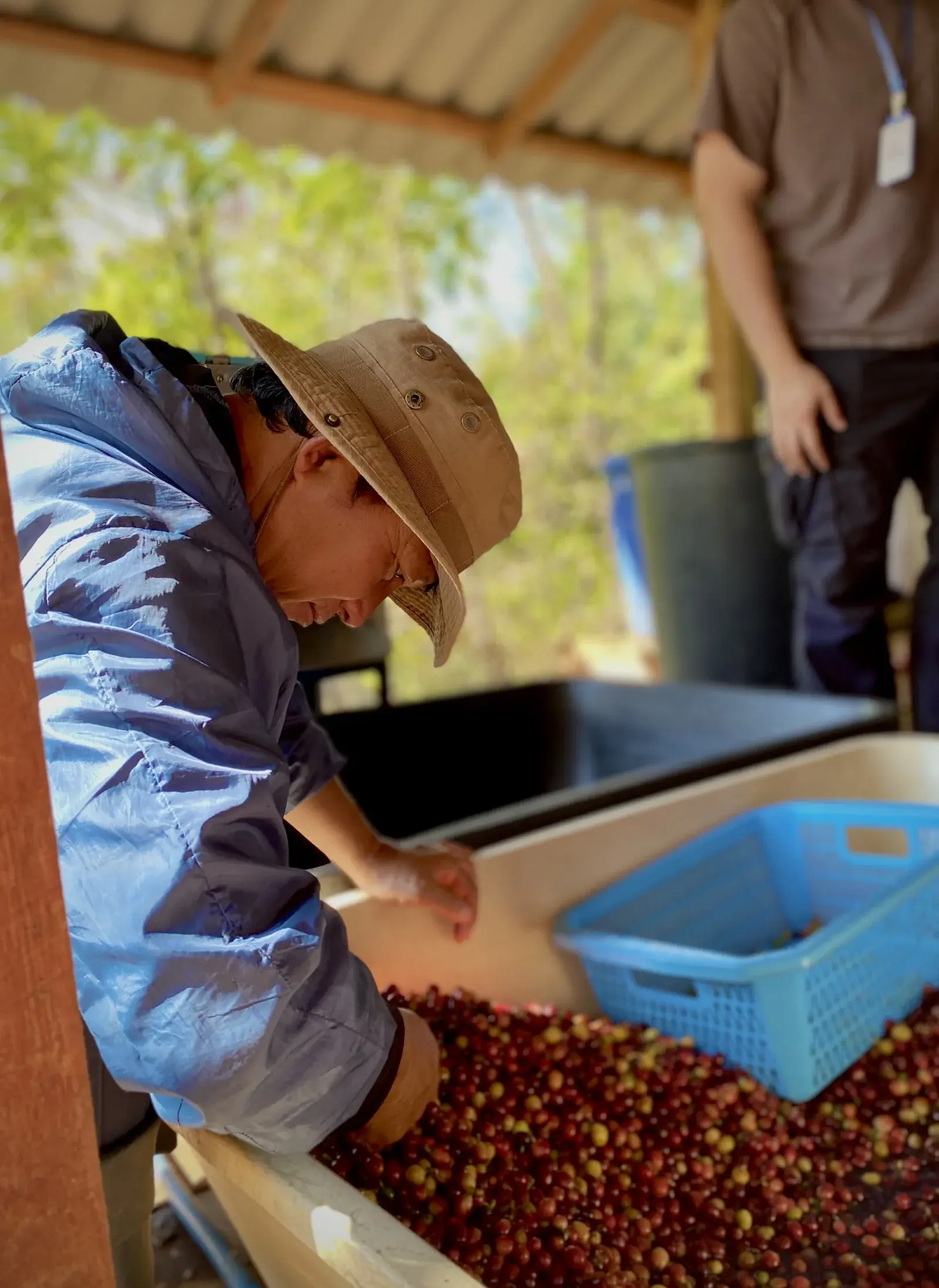 Manop carefully sorting coffee cherries